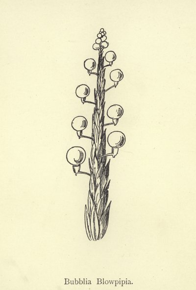 Bubblia Blowpipia 作： Edward Lear